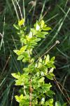 Coriaria myrtifolia
