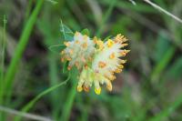 Anthyllis vulneraria