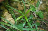 Rubia peregrina