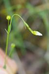 Linum catharticum