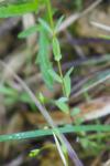 Linum catharticum