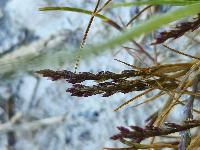 Catapodium marinum