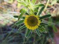Pallenis spinosa subsp. spinosa