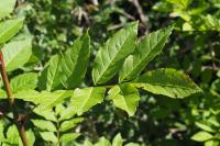 Fraxinus excelsior