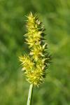 Carex otrubae