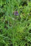 Cirsium palustre