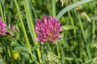Trifolium pratense