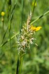 Anthoxanthum odoratum