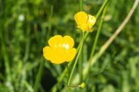 Ranunculus acris