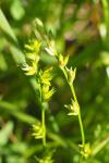 Carex divulsa