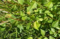 Ulmus minor