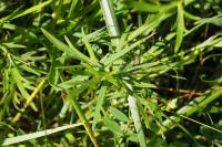 Ranunculus acris