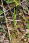Danthonia decumbens