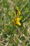 Genista tinctoria
