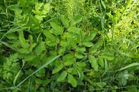 Angelica sylvestris