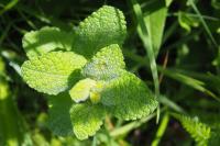 Mentha suaveolens