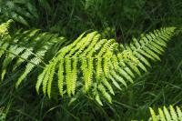 Pteridium aquilinum