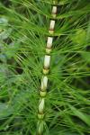 Equisetum telmateia