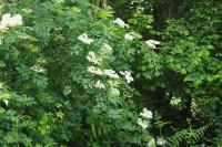 Sambucus nigra