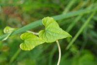 Dioscorea communis