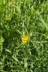 Lathyrus pratensis