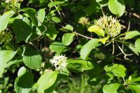 Cornus sanguinea