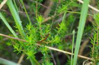 Erica vagans