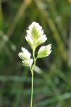 Dactylis glomerata