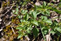 Origanum vulgare