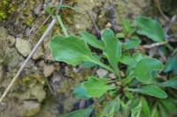 Globularia bisnagarica