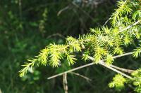 Juniperus communis