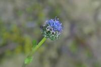 Globularia bisnagarica
