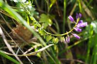 Polygala vulgaris