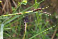 Carex flacca