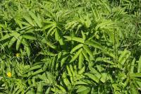 Sambucus ebulus
