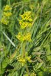 Cruciata laevipes