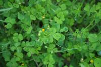Medicago arabica