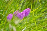Anacamptis pyramidalis