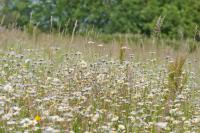 Leucanthemum vulgare