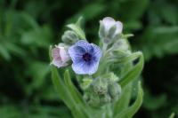 Cynoglossum creticum