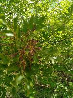 Fraxinus ornus subsp. ornus