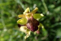 Ophrys fusca