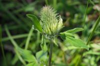 Trifolium ochroleucon