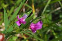 Lathyrus linifolius