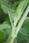 Trifolium ochroleucon