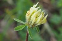 Trifolium ochroleucon