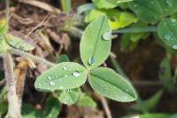 Trifolium ochroleucon
