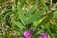 Lathyrus linifolius
