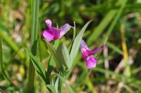 Lathyrus linifolius
