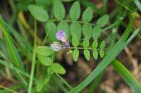 Vicia sepium